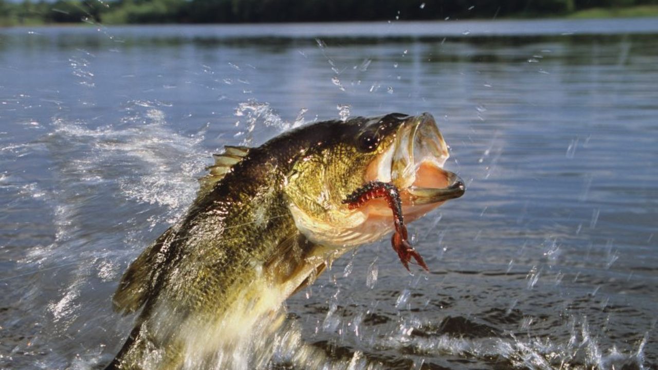 Bucks County Lake Named One of Pennsylvania’s Best Bass Fishing Destinations