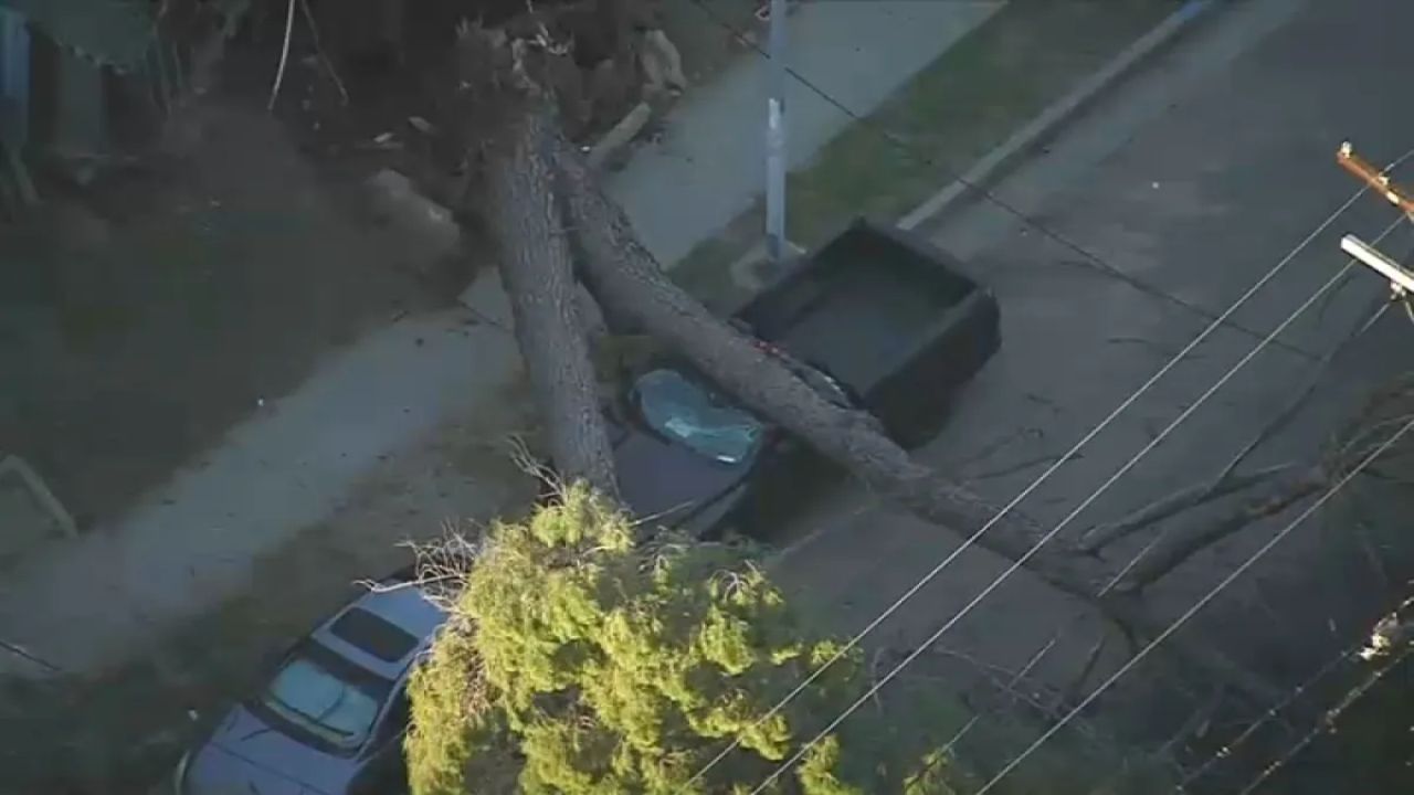Large Tree Falls on Car in Pacoima Neighborhood, No Injuries Reported