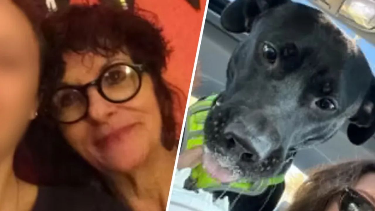 Voorhees Township Hit-and-Run Kills 75-Year-Old Woman and Her Dog, Driver Charged