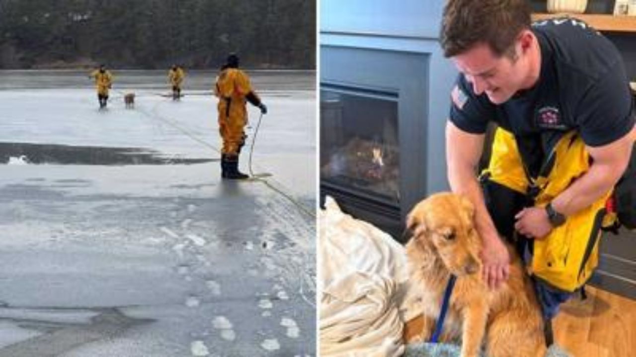 Dog Rescued From Icy Pond in Just 5 Minutes by Quick-Acting Massachusetts Firefighters