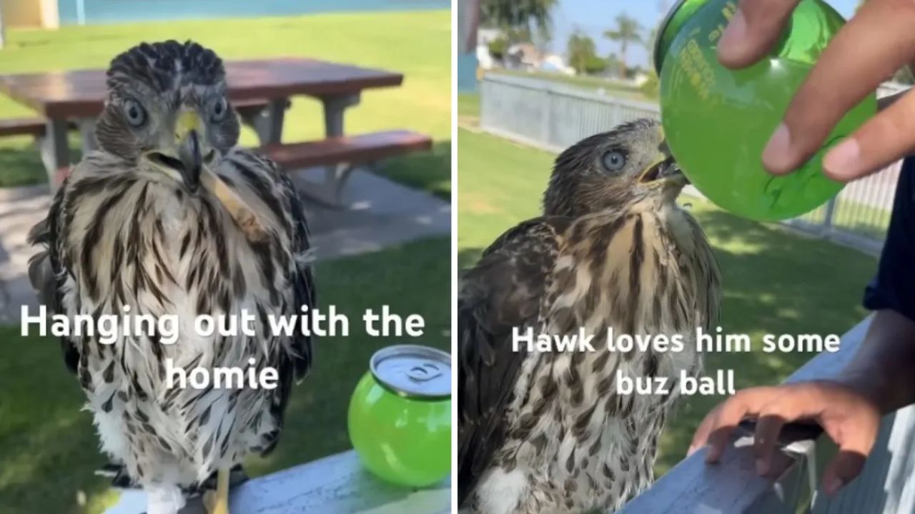 Los Angeles Man Sentenced to Jail After Forcing Alcohol Into Protected Hawk, Authorities Say