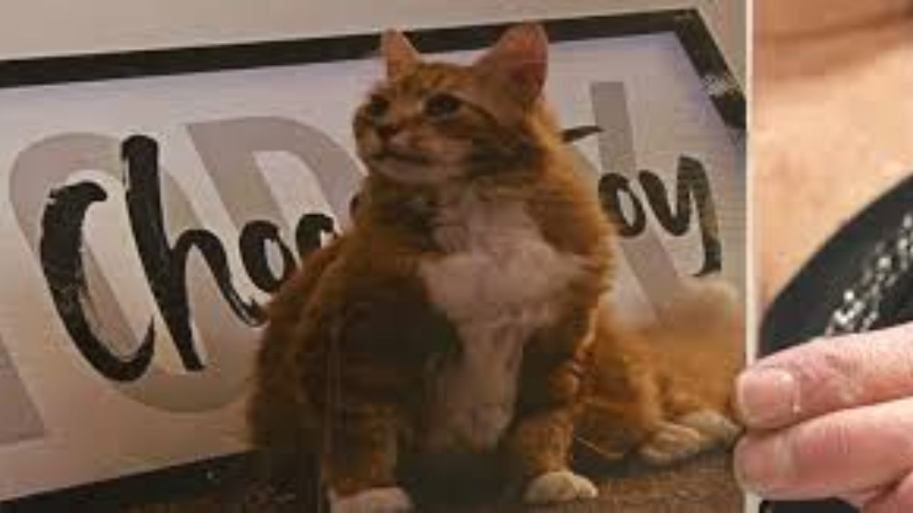 Maryland Pet Owners Back House Bill 564 After Baltimore County Pet Cremation Scam Exposed