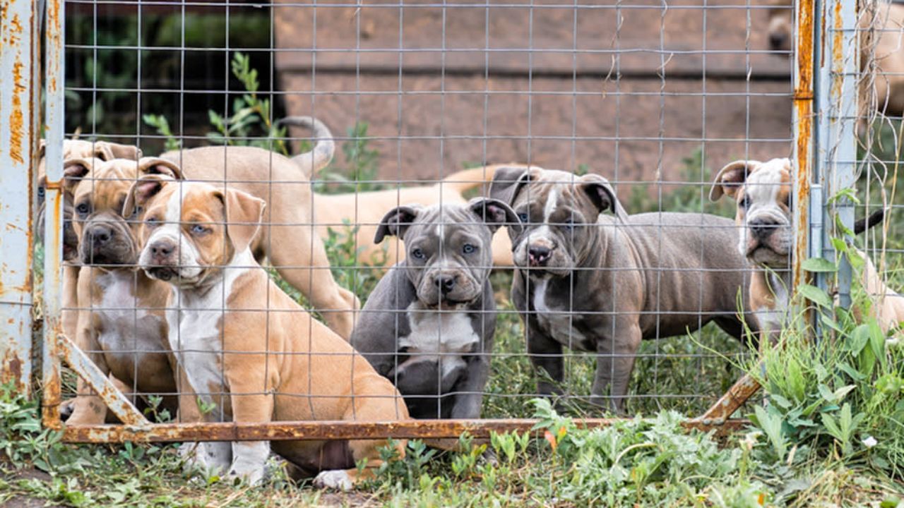 Over 200 Dogs Rescued in Major North Texas Dogfighting Bust Across Multiple Counties