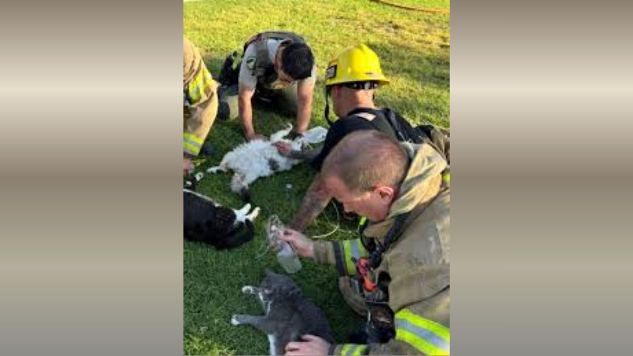 Four Cats Revived After Dramatic Apartment Fire Rescue in Jurupa Valley