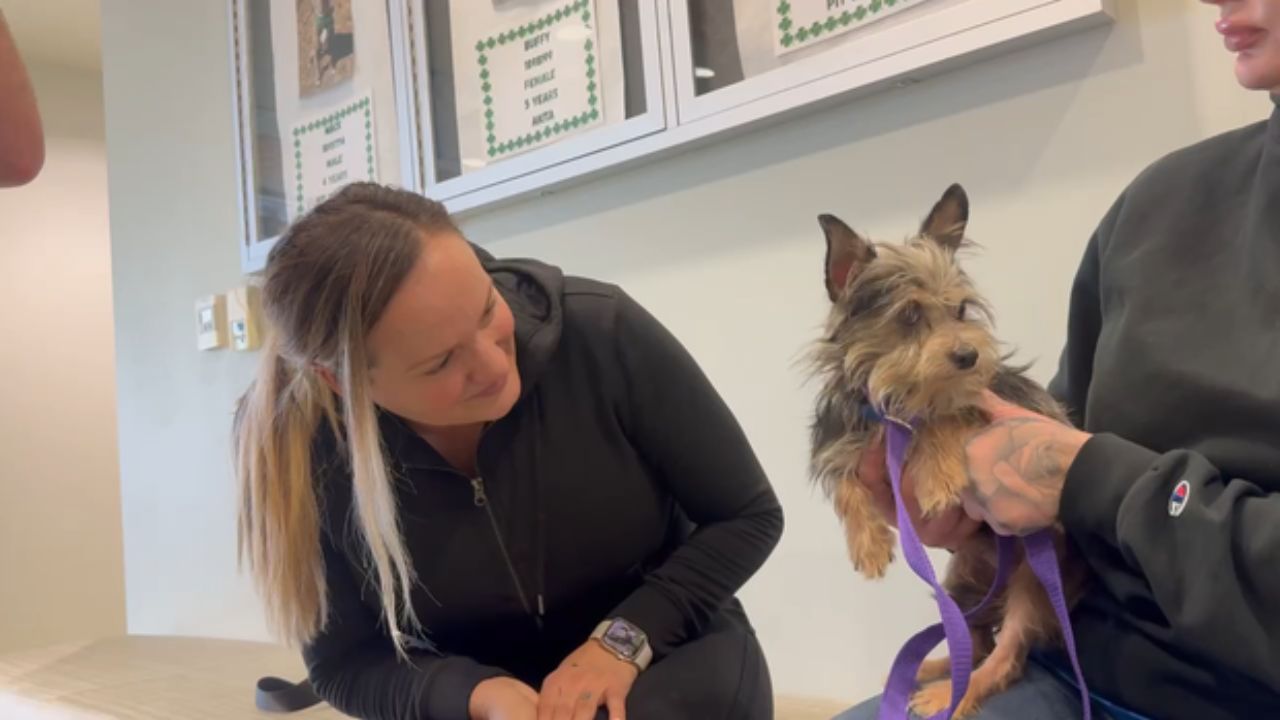 Over 60 Dogs Rescued from Riverside County House Fire — Now Urgently Need Homes as Shelters Hit 300% Capacity