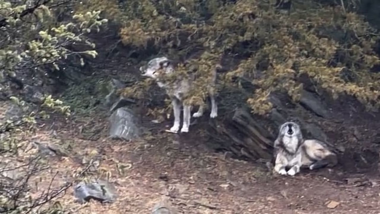 17-Month-Old Nearly Mauled by Wolf — Parents Were on Their Phones 30 Feet Away