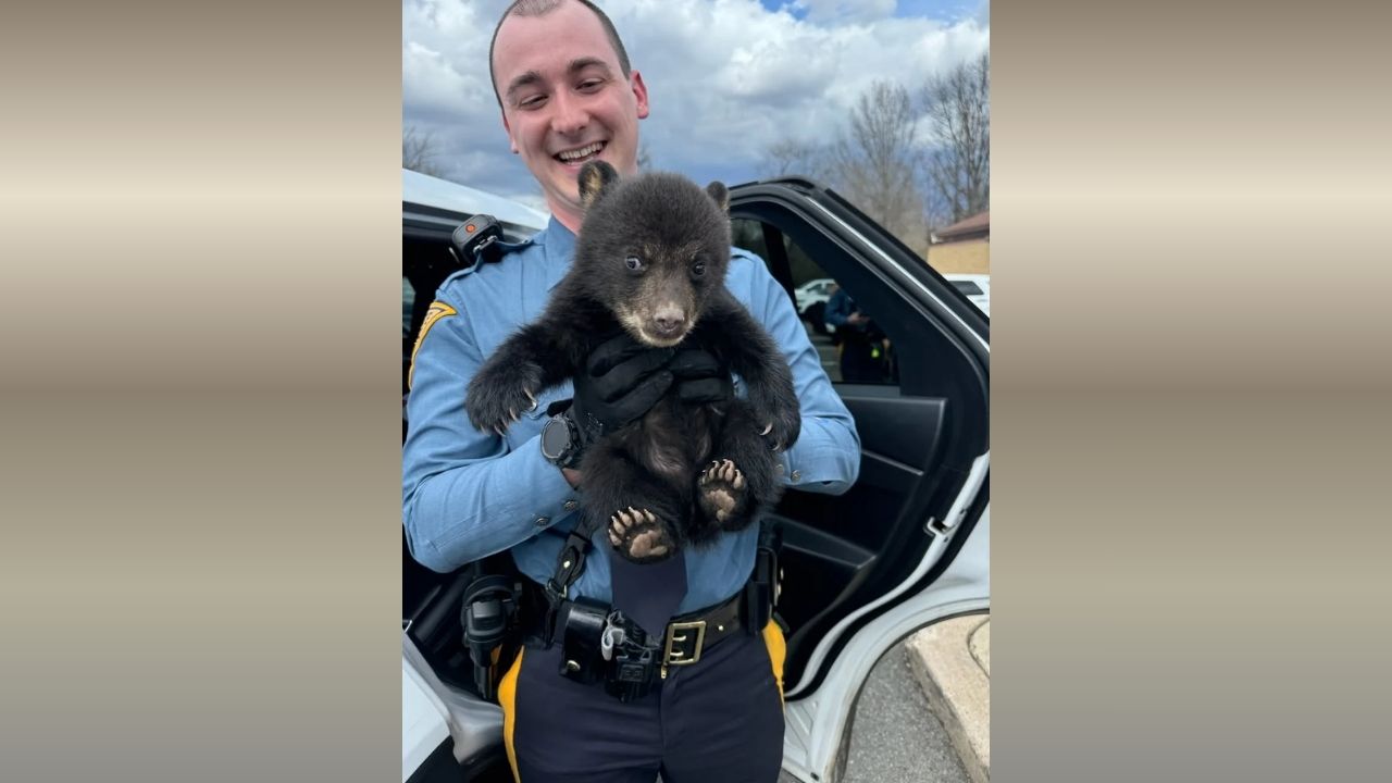 Abandoned Bear Cub Rescued from Highway Ditch by New Jersey Troopers