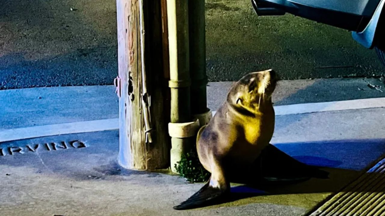Sea Lion ‘Irving’ Wanders Into Outer Sunset Streets, Safely Rescued by Authorities