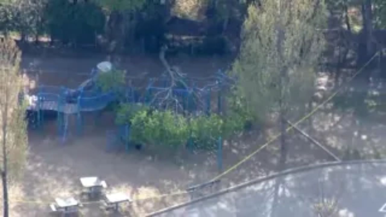 3 People — Including 2 Kids — Rushed to Hospital After Tree Suddenly Collapses at School Playground. Here's What We Know