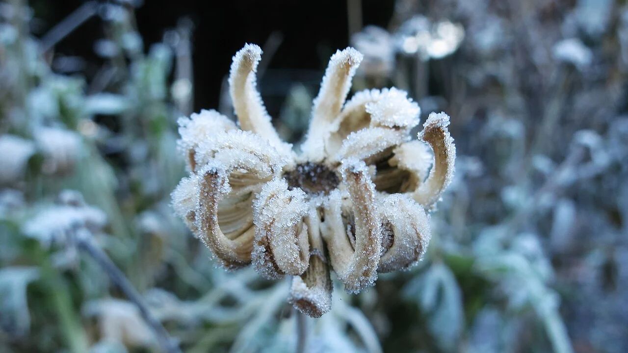 Amarillo, Texas Weather Alert — 33°F Frost Threat May Damage Plants Early Saturday Morning