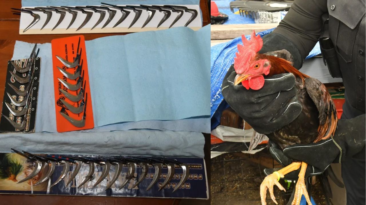 Drug Bust Uncovers Illegal Cockfighting Ring, 29 Animals Rescued