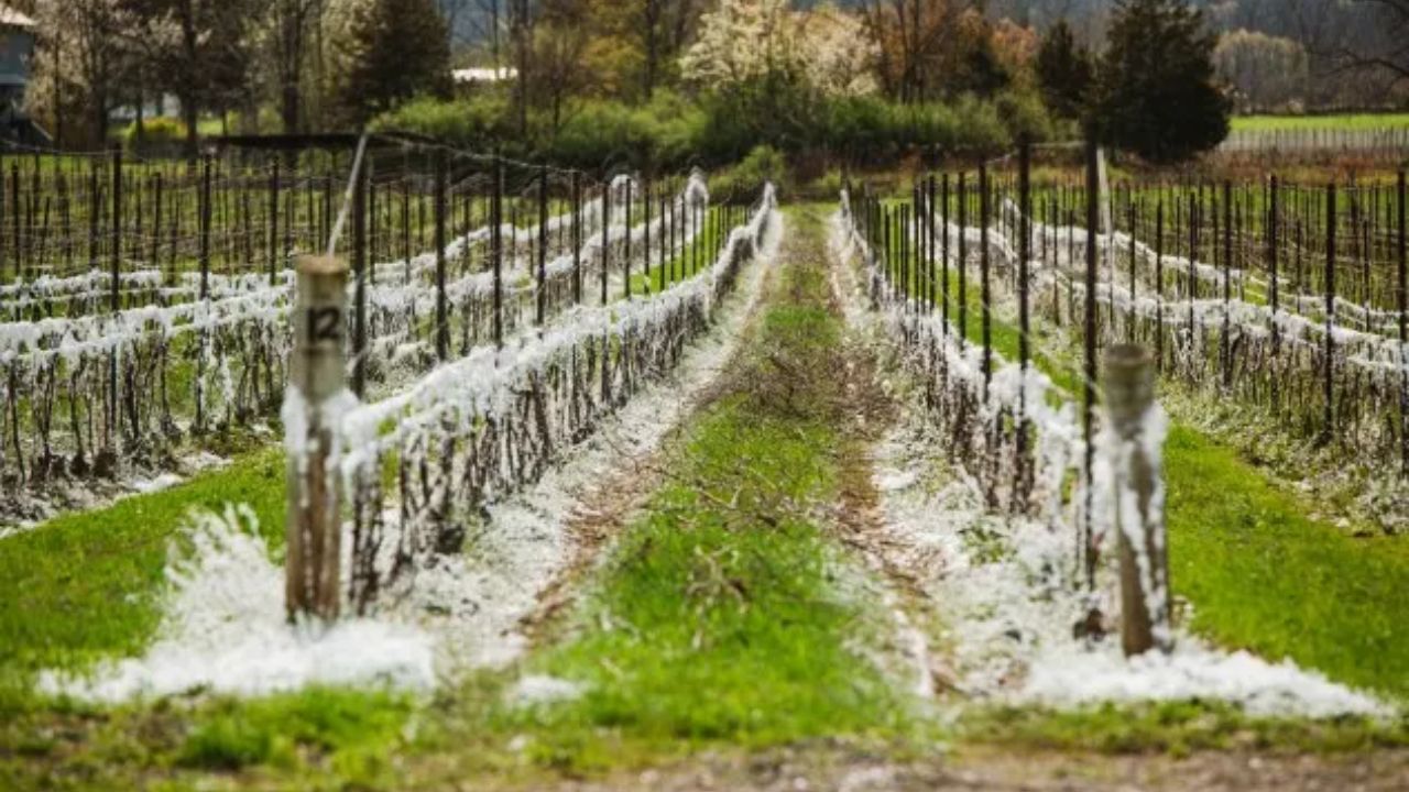 Farmers are losing entire harvests overnight — but a can of foam might change everything