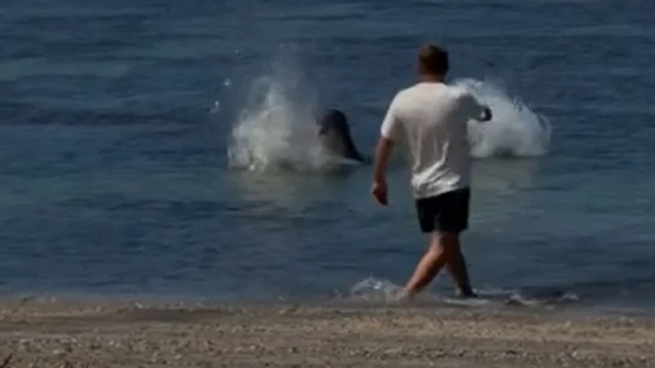 He threw a rock at Hawaii's beloved monk seal, then bragged he was 'rich enough to pay the fines'