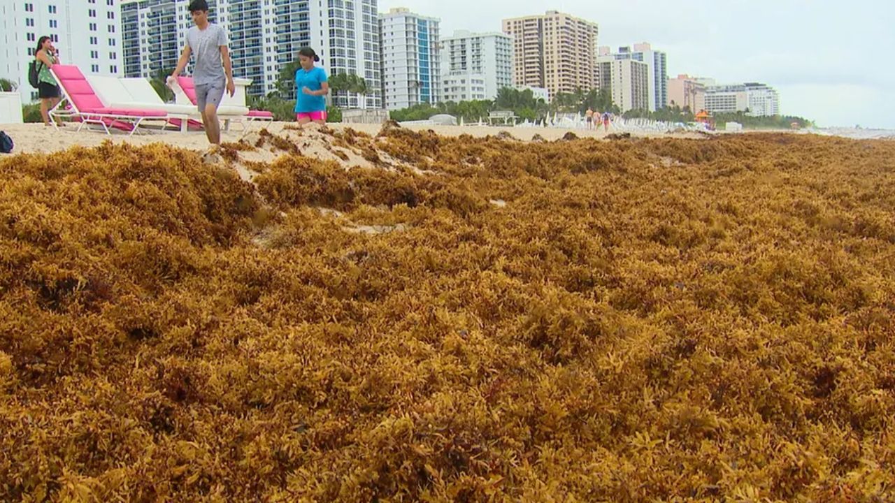 Miami Beach Is Fighting a Smelly, Toxic Invasion — And It's Only Getting Worse