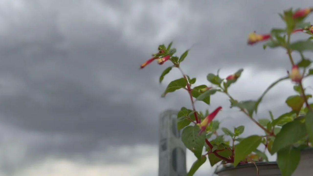 Tonight's cold snap could kill your plants — here's what Pittsburgh-area residents need to do right now