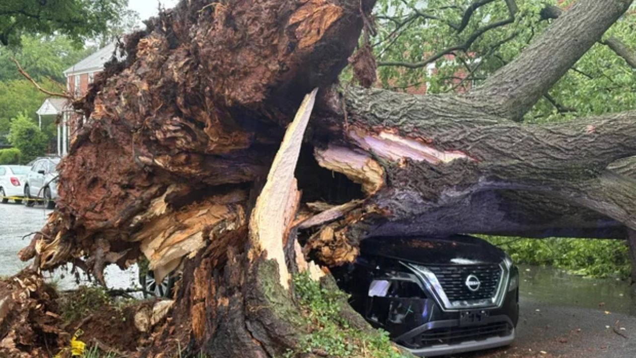 Trees crushed cars and homes — what the storm revealed about Baltimore’s ignored warnings