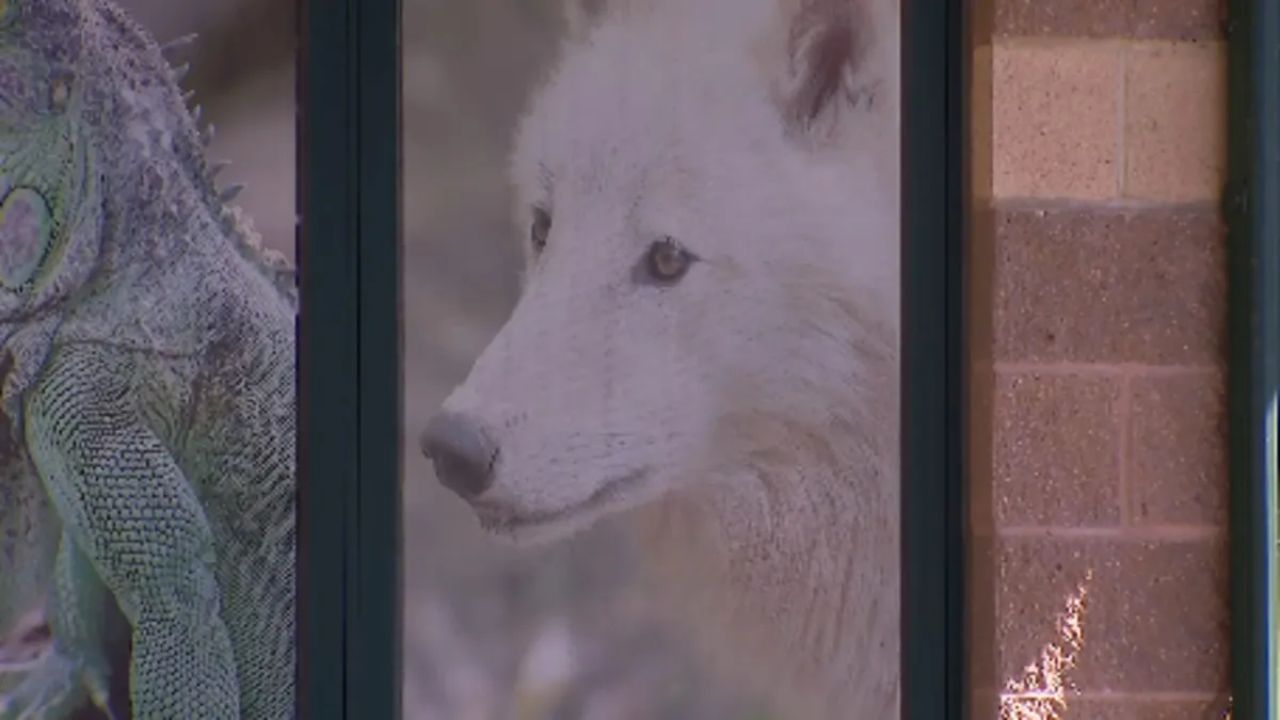 Two Zookeepers Injured in Wolf Enclosure Attack, One Rescued by Firefighters